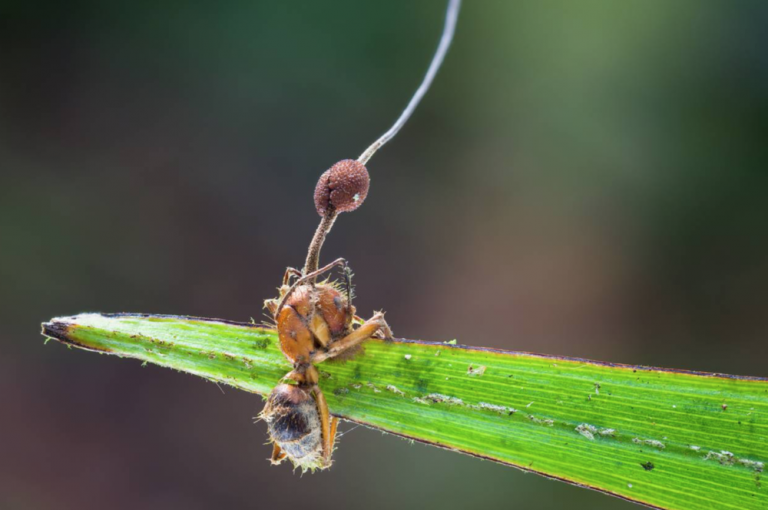 Karıncaları zombi yapan parazit!