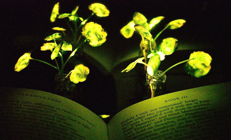 MIT, lamba gibi parlayan canlı bitkiler üretti!