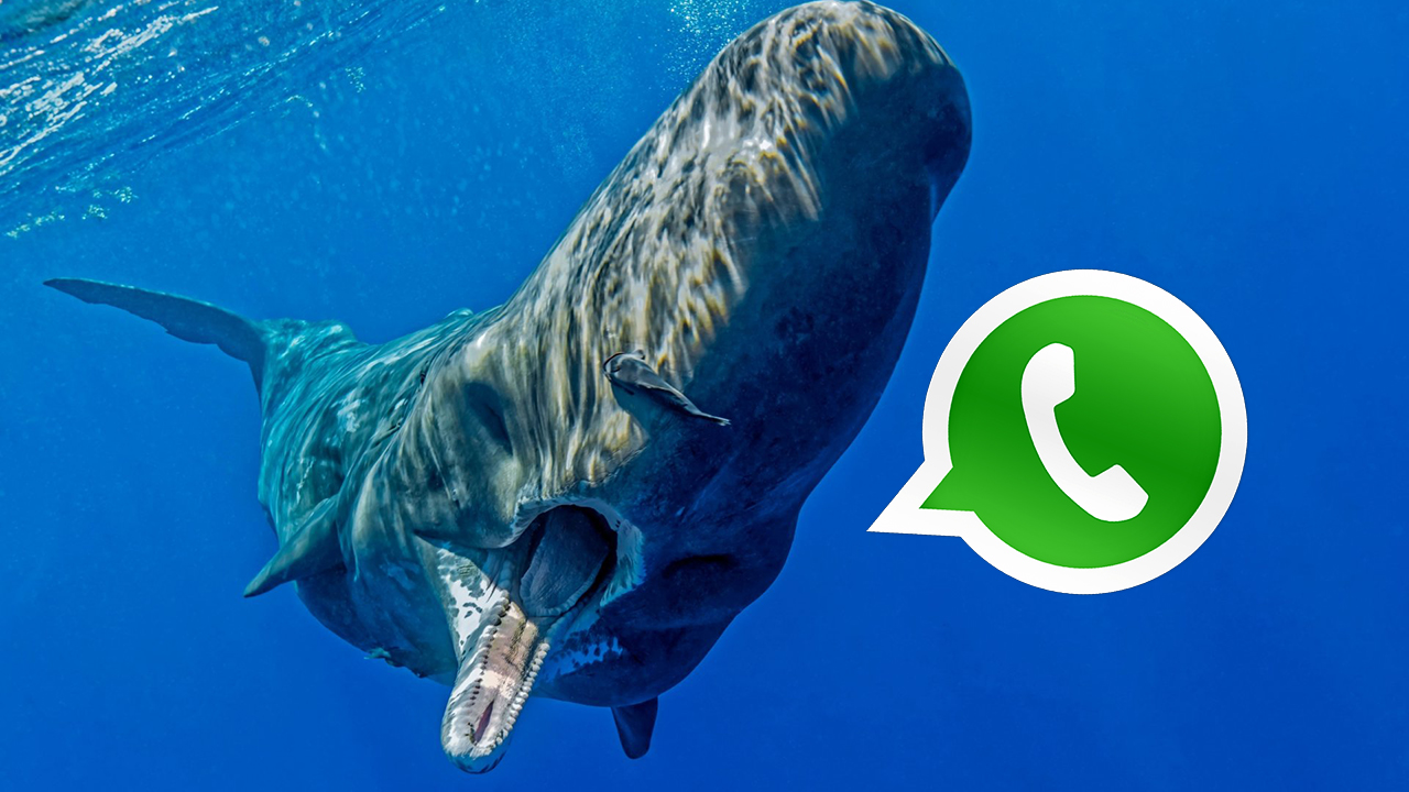 WhatsApp mavi balina