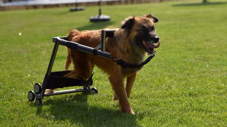 Manisa Büyükşehir Belediyesi