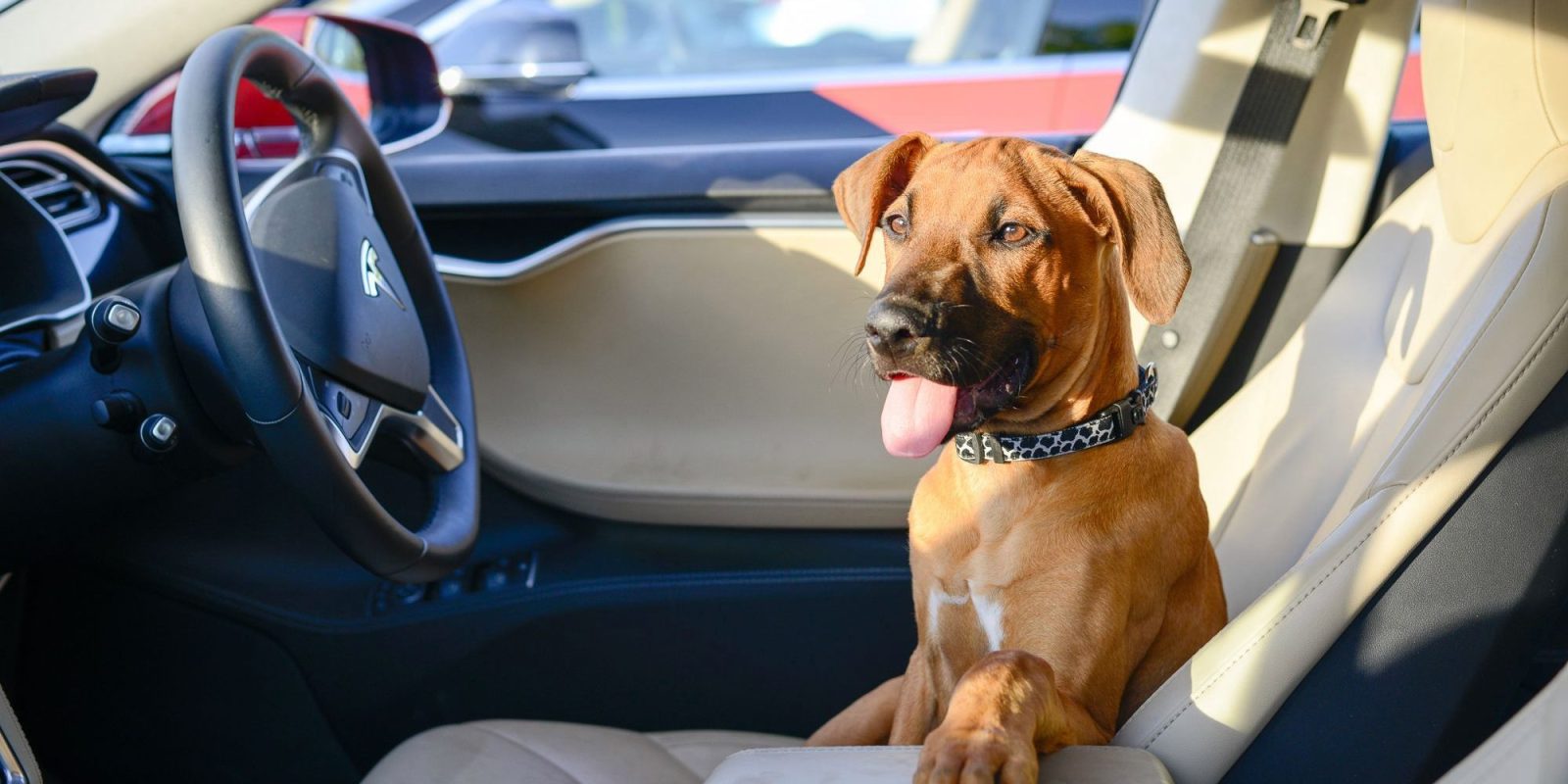 Evcil hayvanları güvende tutan Tesla Dog Mode!