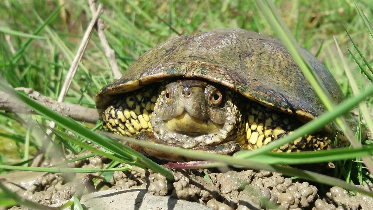 kaplumbağa cinsiyet