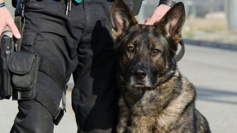 Klon köpek Çin’de polis oldu