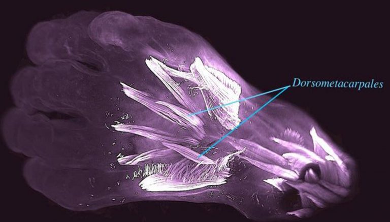 İnsan embriyosu içinde farklı bir doku keşfedildi