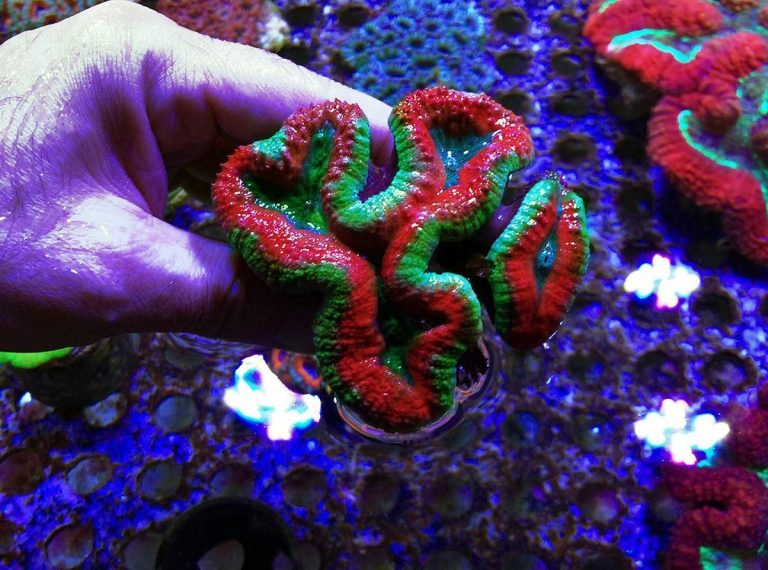 Hasta mercan resifleri ses ile tedavi edilecek