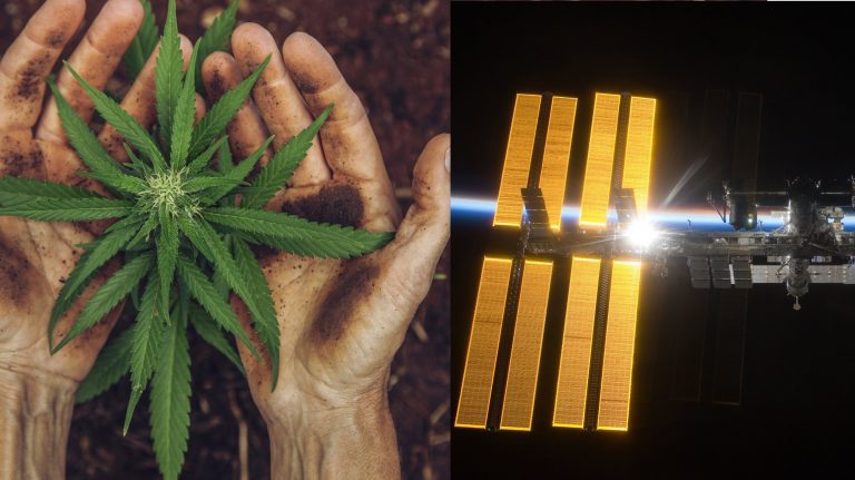 SpaceX için uzaya kenevir gönderilecek