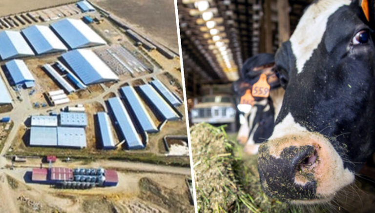 Çiftlik Bank’tan sonra Süt Bank: paralar buharlaştı!