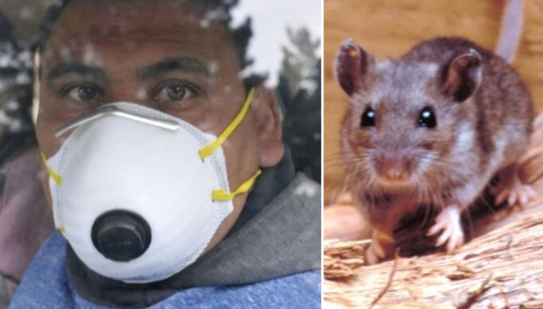 Çin bu kez hantavirüs ile gündemde! Hanta virüsü nedir? - ShiftDelete.Net