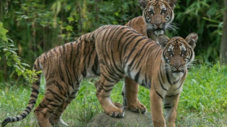 Tehlike çanları çalıyor! Hayvanlarda COVID-19 pozitif