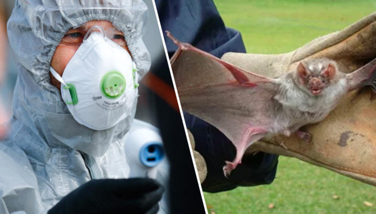 Yeni bir corona virüs türü daha tespit edildi!