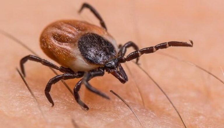 Türkiye’de kırım kongo alarmı! Bilim kurulu toplandı