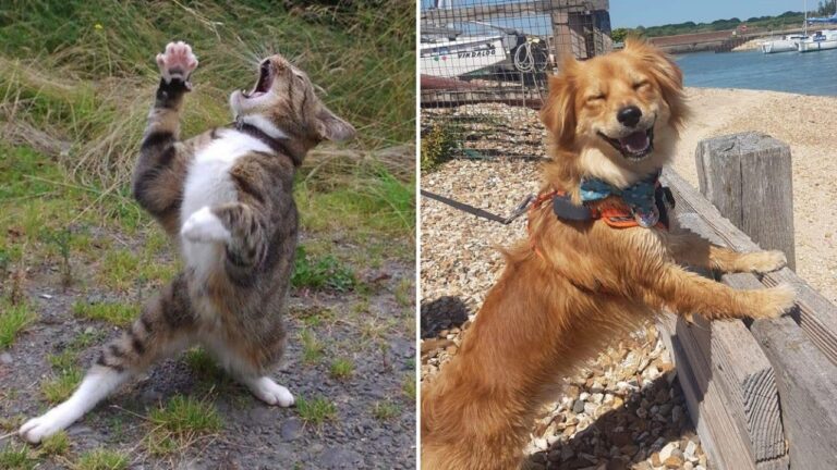 Hayvanların komik fotoğraflarını gösteren yarışma!