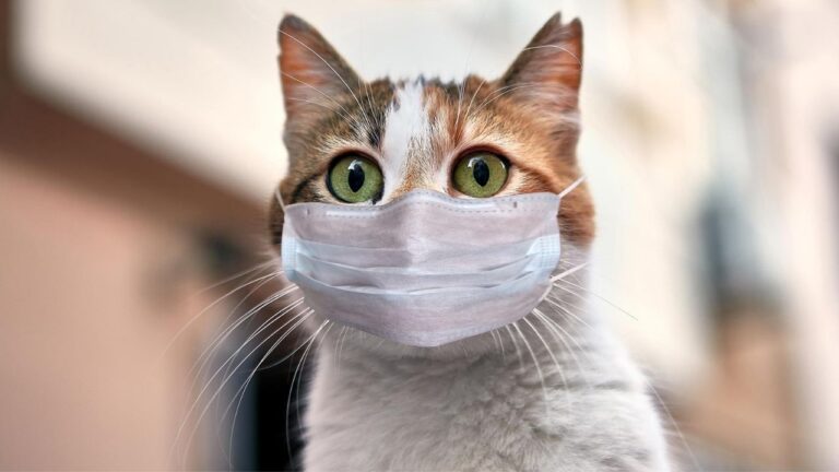 Wuhan’dan yeni corona virüs uyarısı