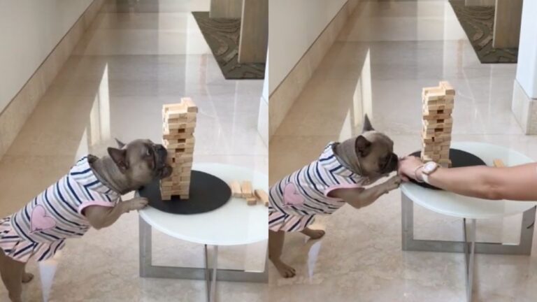 Yeni TikTok eğlencesi: Jenga oynayan köpek!
