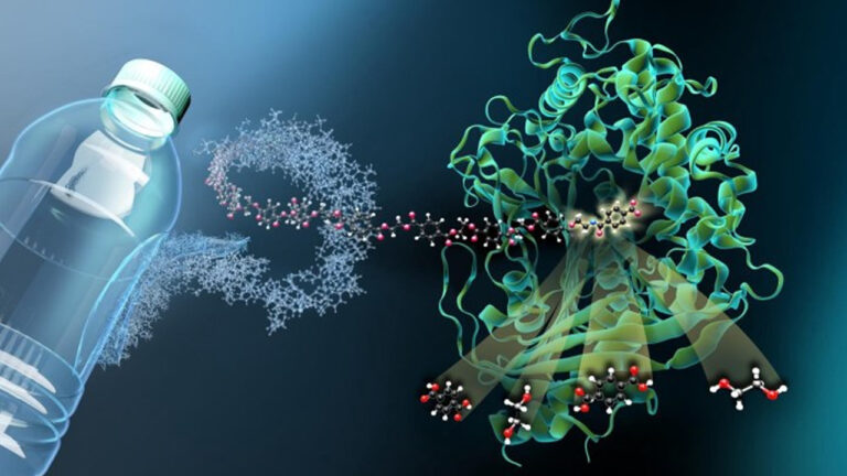 Plastik atıklar için çözüm bakterilerden geldi!