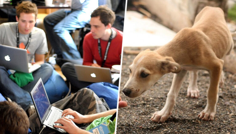 Türk geliştiriciler hayvanlar için harekete geçti