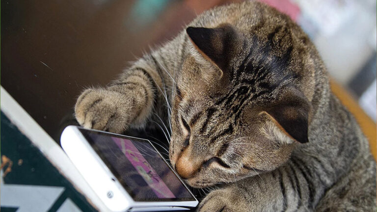 MeowTalks kedinizin ne dediğini size söylüyor