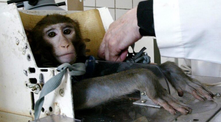 Çin, hayvan deneyleri için tarihi bir karar verdi