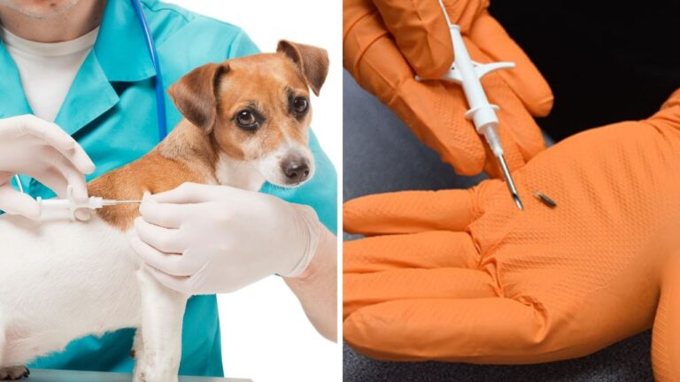 Evcil hayvanlara çip zorunluluğu: Taktırmayana ceza