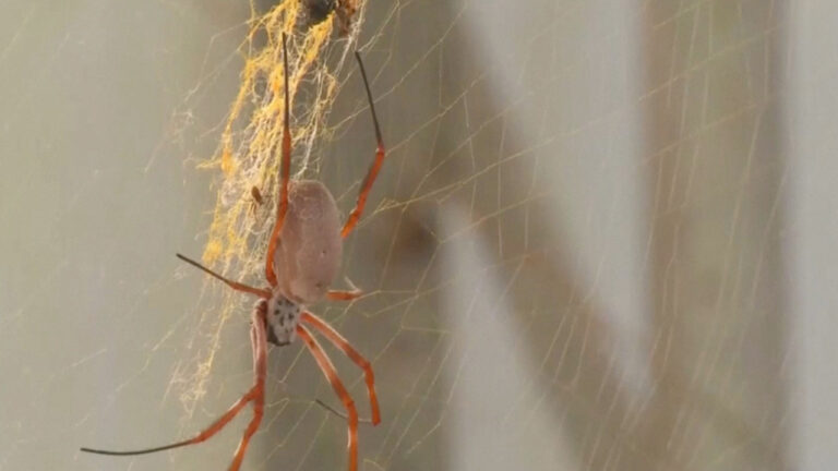 Örümcek ağlarından müzik yaptılar