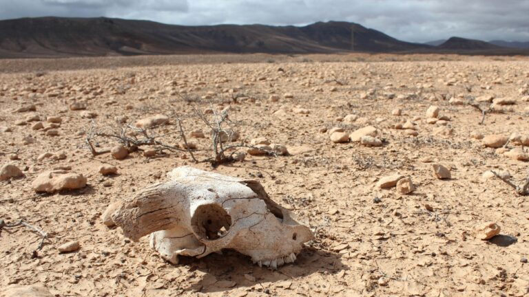 Altıncı kitlesel yok oluş: Türler hızla ölüyor