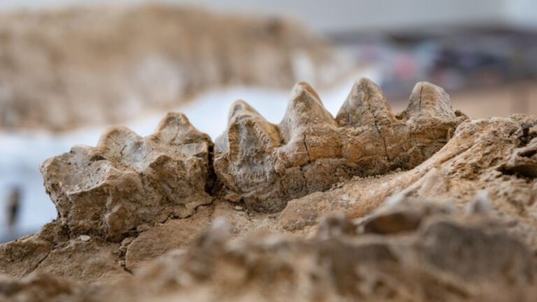 Önemli keşif: Bilim insanları antik hayvanat bahçesi buldu