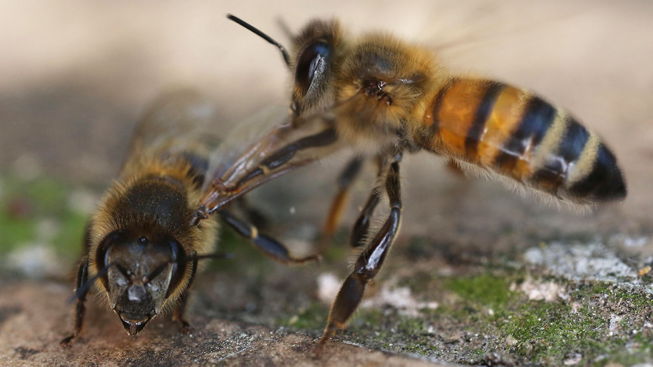Arılara ilginç eğitim: Koronavirüs tespit ettiler