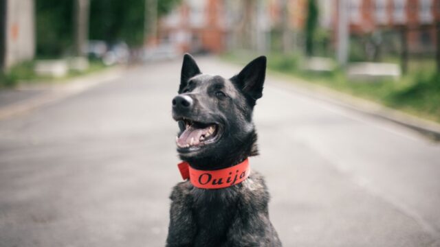 Köpekler, COVID-19 hastalığını yüzde 90'ın üzerinde doğru tespit ediyor.