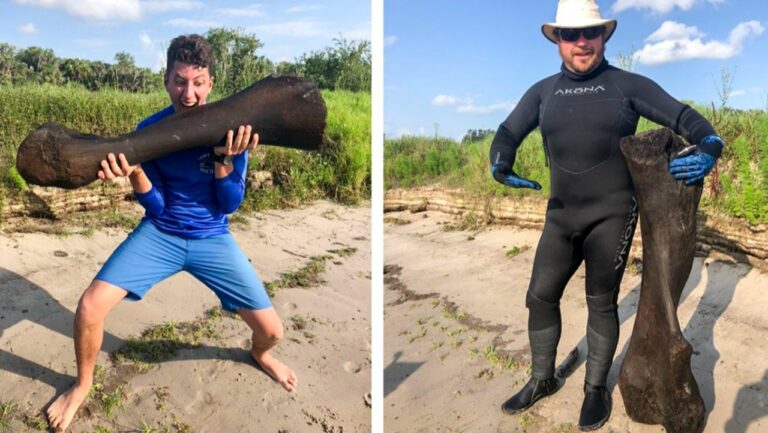 Buz Devri keşfi: Dev mamut kemiği bulundu