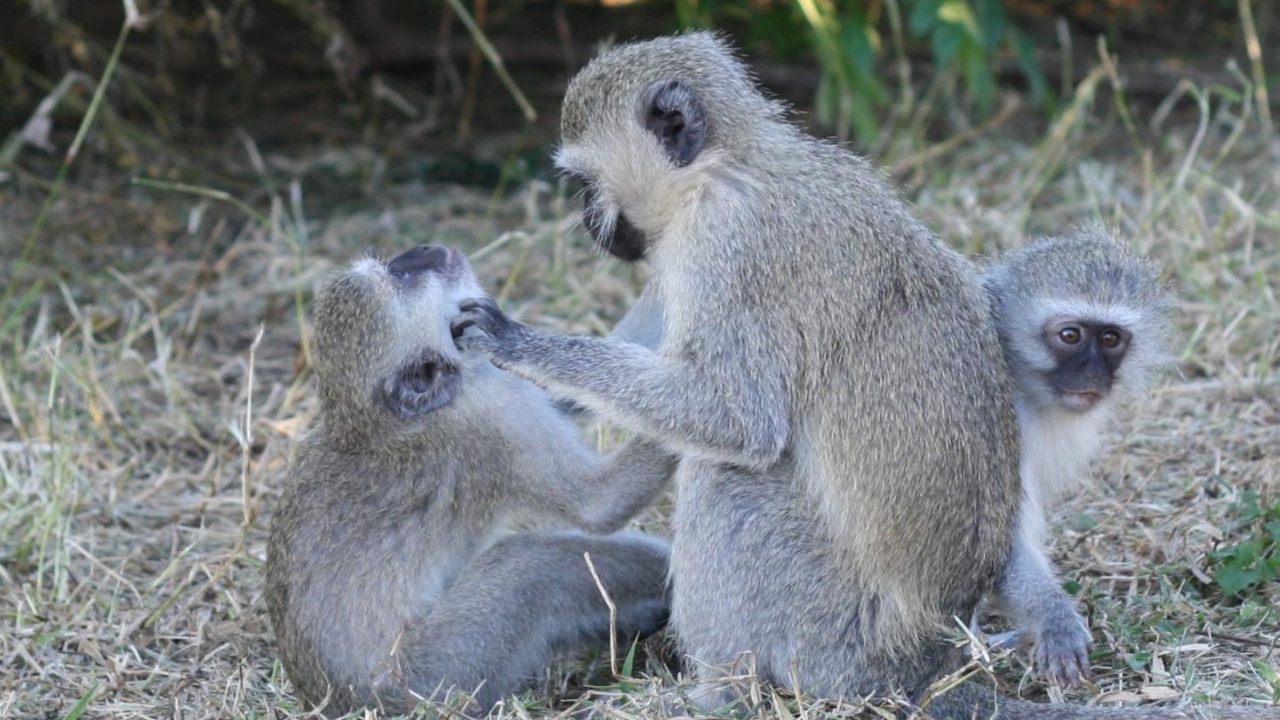 maymunlar sosyal mesafeyi korudu