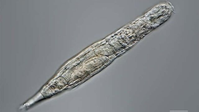 24 bin yıllık mikroskobik hayvan yeniden canlandı