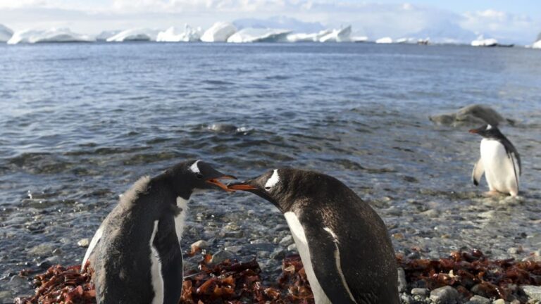 Dünya haritasında bir değişiklik: Artık beş okyanus var