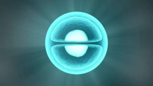 Kök hücre ile embriyo
