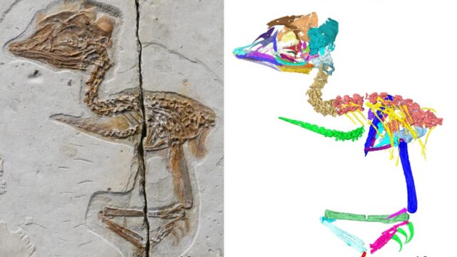 T-Rex benzeri kuş fosili