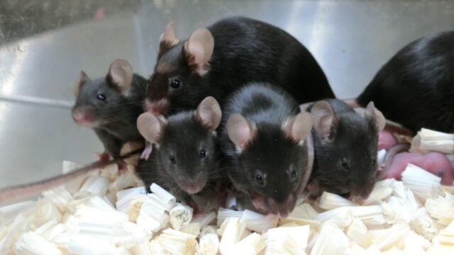 Uzayda saklanan spermlerden bebek fareler doğdu