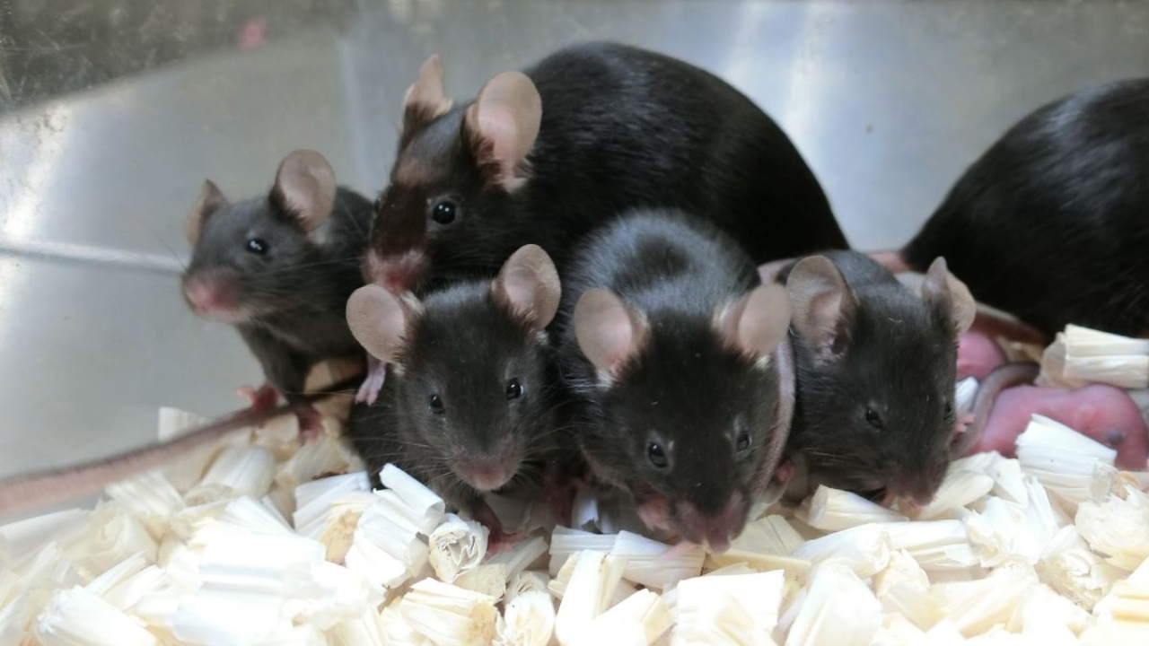 uzay istasyonunda dondurulan spermlerden fareler dünyaya geldi.