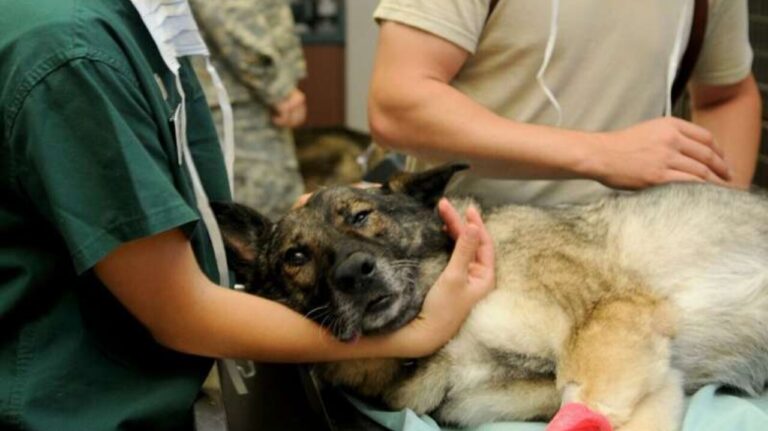 Veterinerlerde antibiyotiğe dirençli bakteriler bulundu