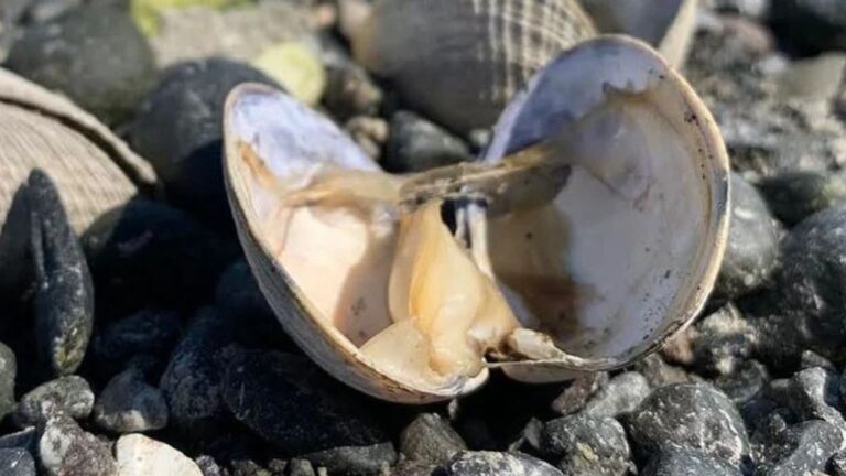 Sıcak havalar 1 milyar deniz canlısını haşladı