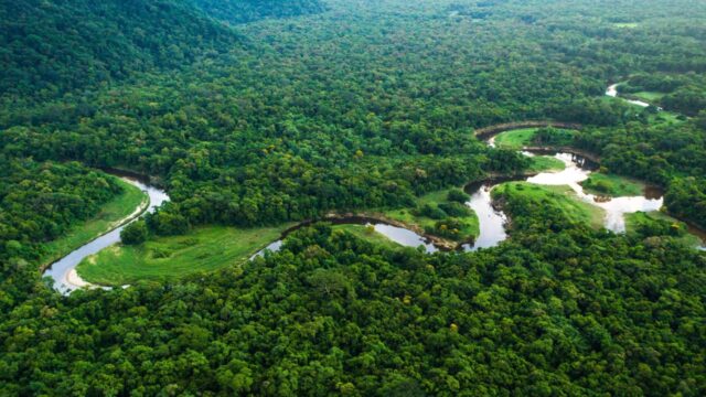 Amazon yağmur ormanları