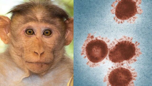 Monkey B virüsü nedir?