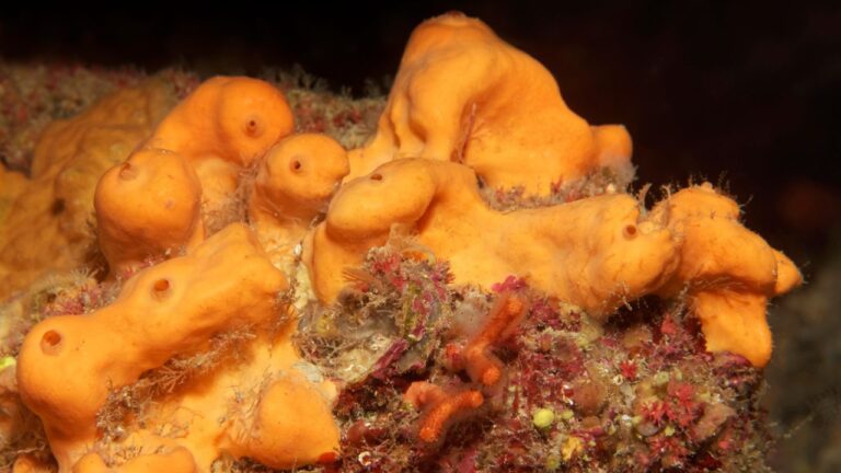 En eski hayvan fosilleri keşfedildi: 890 milyon yıllık