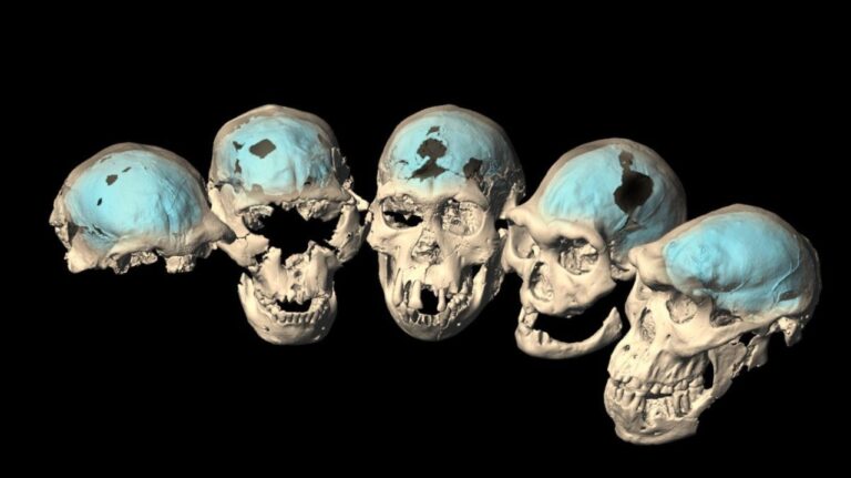 İklim gibi teknoloji bağımlılığı da beyni küçültebilir