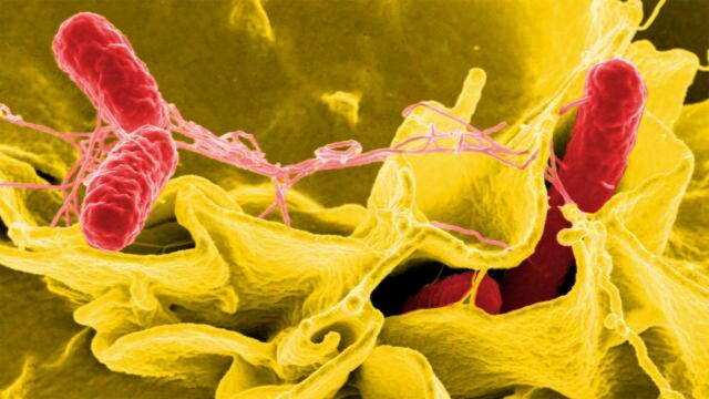İnsan hücrelerinde antivirüs proteinler keşfedildi