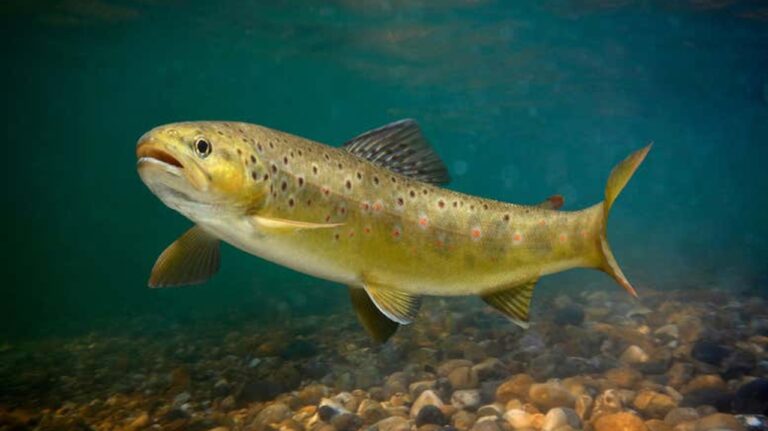 Uyuşturucu atıkları balıkları bağımlı hale getirdi