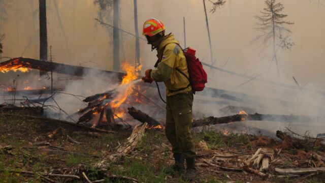 Orman yangınları: İklim mi, sabotaj mı?