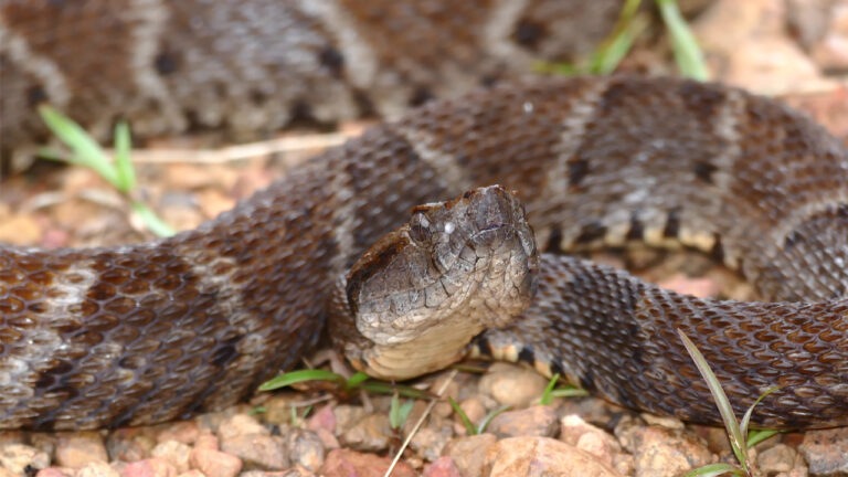 Yılan zehrinden süper yapıştırıcı üretildi