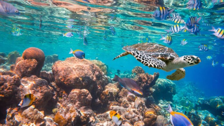 Bilim insanları, okyanusta büyük bir ‘ölü bölge’ keşfetti