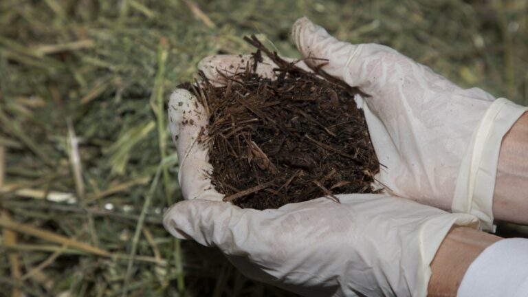 İnsan kompostlamasına izin verecek yasa hazırlanıyor