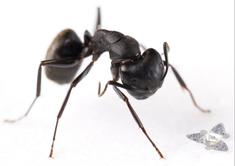 Dünyanın en küçük dronu geliştirildi: Microflier