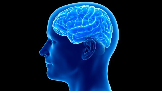 İnsan beyni diğer memelilerin beyninden neden farklı
